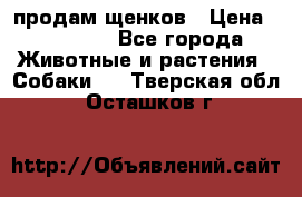 продам щенков › Цена ­ 15 000 - Все города Животные и растения » Собаки   . Тверская обл.,Осташков г.